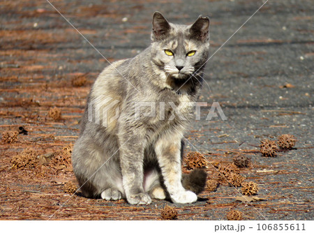 お座りしてこちらを見つめる猫 106855611