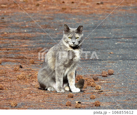 お座りしてこちらを見つめる猫 お座りしてこちらを見つめる猫 106855612