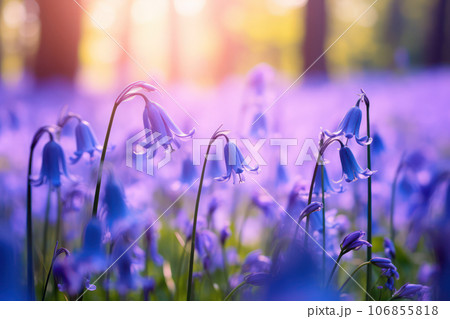 Bluebell Bliss 106855818