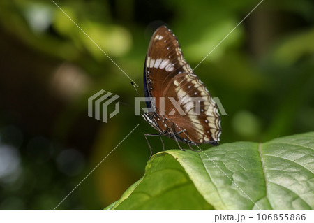 The beautiful butterfly on flower is show beauty wing in nature garden 106855886