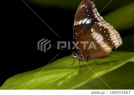 The beautiful butterfly on flower is show beauty wing in nature garden 106855887