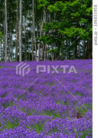 北海道・中富良野町 初夏のラベンダー(ファーム富田) 北海道・中富良野町 初夏のラベンダー(ファーム富田) 106855958