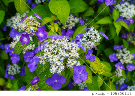 アジサイ　梅雨の花　6月 106856115