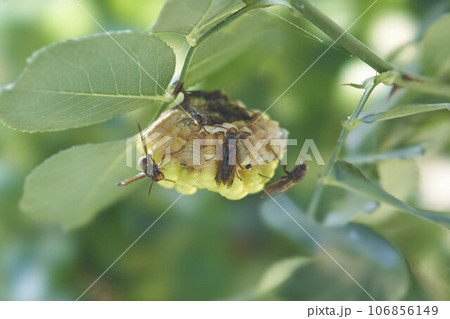 キボシアシナガバチの巣 106856149