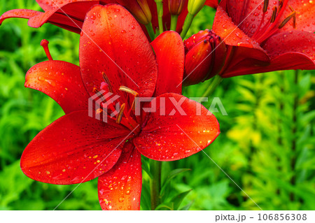 群生するユリの花 梅雨の花 6月 群生するユリの花 梅雨の花 6月 106856308