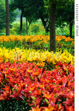 群生するユリの花　梅雨の花　6月 106856314