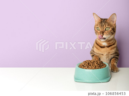 A hungry cat near a bowl of dry cat food. 106856453