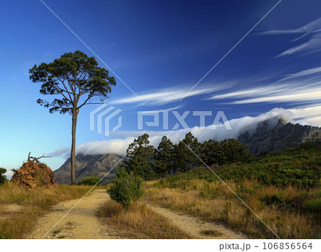 Dirt road passing by separately growing pine tree in mountainous area. 106856564