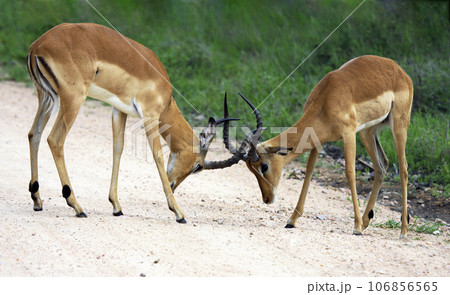 Establishing hierarchy in herd of African impala antelopes by means of clash of horns. 106856565