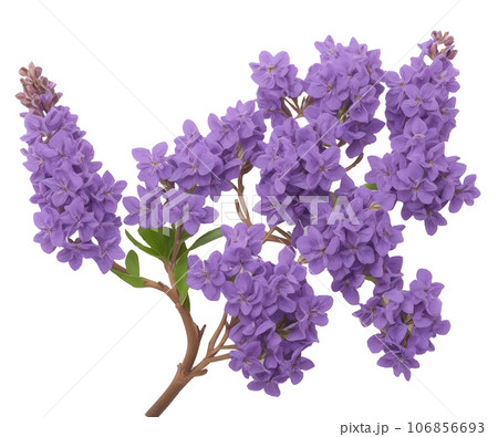 lilac flowers isolated on white background 106856693