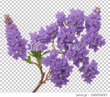 lilac flowers isolated on white background 106856693