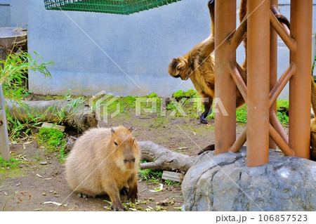 旭山動物園 くもざる・かぴばら館の風景 106857523