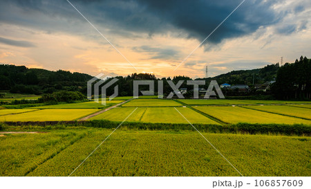 夕暮れ時 収穫が近くなってきた田んぼの風景 夕暮れ時 収穫が近くなってきた田んぼの風景 106857609
