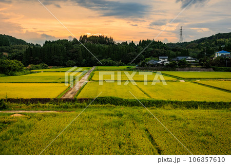 夕暮れ時 収穫が近くなってきた田んぼの風景 夕暮れ時 収穫が近くなってきた田んぼの風景 106857610
