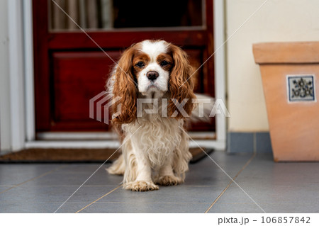 Blenheim cavalier king charles spaniel on terrace. Portrait of dog. Blenheim cavalier king charles spaniel on terrace. Portrait of dog. 106857842