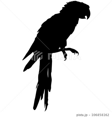 Silhouette bird Macaws on a white background Silhouette bird Macaws on a white background 106858162