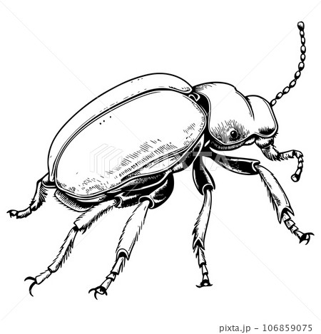 Beetle Coloring Page for Kids Beetle Coloring Page for Kids 106859075