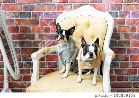 Two boston terrier dog posing in studio, white and dark background 106859158