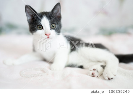 Cute little grey and white kitten sitting on sofa. Young cute little kitty at home. Cute funny home pets. Domestic animal and young kittens Cute little grey and white kitten sitting on sofa. Young cute little kitty at home. Cute funny home pets. Domestic animal and young kittens 106859249