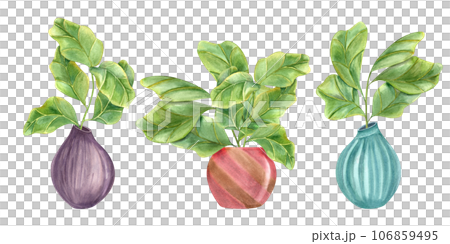Ficus lyrata in colored ceramic pots. Stylish plant with huge green leaves. Houseplants with fiddle leaf fig, interior decor, design element for modern room. Watercolor illustration 106859495