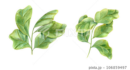 Ficus lyrata branch. Stylish plant with huge green leaves. Houseplants with fiddle leaf fig, interior decor, design element for modern room. Watercolor illustration for book, magazines, logo, label Ficus lyrata branch. Stylish plant with huge green leaves. Houseplants with fiddle leaf fig, interior decor, design element for modern room. Watercolor illustration for book, magazines, logo, label 106859497