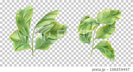 Ficus lyrata branch. Stylish plant with huge green leaves. Houseplants with fiddle leaf fig, interior decor, design element for modern room. Watercolor illustration for book, magazines, logo, label 106859497