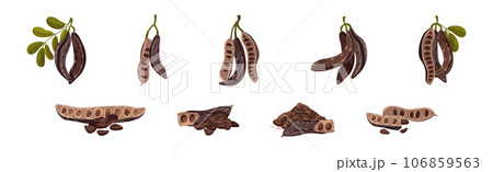Carob Plant Pod as Natural Sweetener Plant Vector Set 106859563