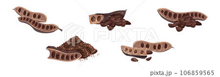Carob Plant Pod as Natural Sweetener Plant Vector Set 106859565