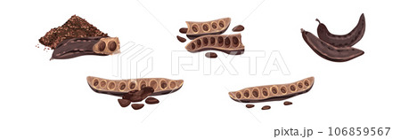 Carob Plant Pod as Natural Sweetener Plant Vector Set 106859567