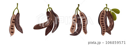 Carob Plant Pod as Natural Sweetener Plant Vector Set Carob Plant Pod as Natural Sweetener Plant Vector Set 106859571