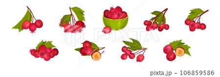 Hawthorn Berry Branches with Red Round Small Pome Fruit Vector Set Hawthorn Berry Branches with Red Round Small Pome Fruit Vector Set 106859586