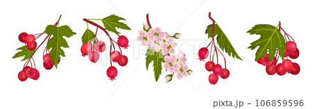 Hawthorn Berry Branches with Red Round Small Pome Fruit Vector Set Hawthorn Berry Branches with Red Round Small Pome Fruit Vector Set 106859596