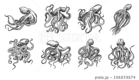 Sea octopus. Engraved hand drawn in old sketch, vintage creature. Nautical or marine, monster Sea octopus. Engraved hand drawn in old sketch, vintage creature. Nautical or marine, monster 106859874