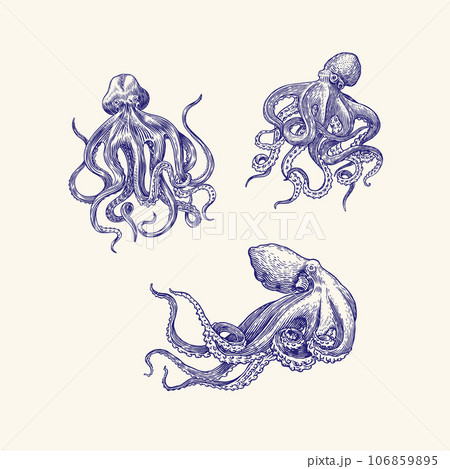 Sea octopus. Engraved hand drawn in old sketch, vintage creature. Nautical or marine, monster Sea octopus. Engraved hand drawn in old sketch, vintage creature. Nautical or marine, monster 106859895