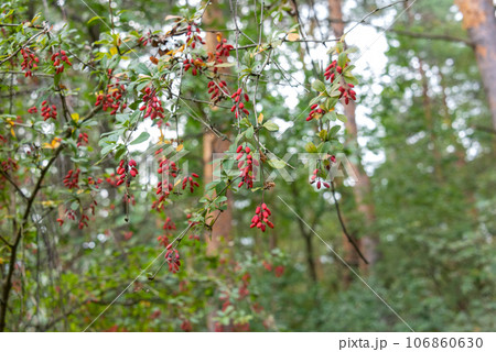 A bush with ripe goji berries against a background of trees in the forest. A bush with ripe goji berries against a background of trees in the forest. 106860630