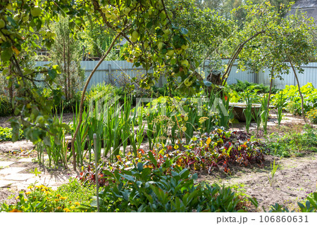 Garden with apple branches and vegetable beds. Garden with apple branches and vegetable beds. 106860631