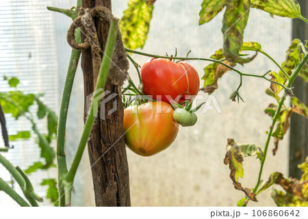 Tomatoes ripen on a branch in a greenhouse. 106860642