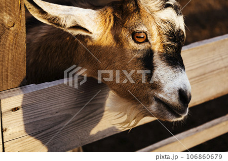 A domestic goat of the Anglo-Nubian breed in the summer in a pen. 106860679