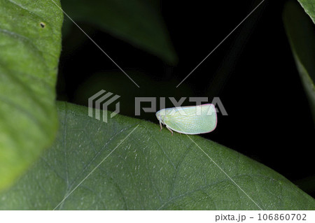 アオバハゴロモ アオバハゴロモ 106860702