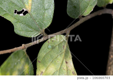 アカボシゴマダラの卵 アカボシゴマダラの卵 106860703