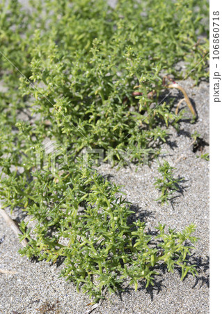 オカヒジキ 106860718