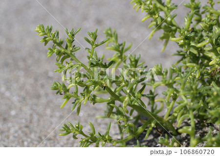 オカヒジキ 106860720