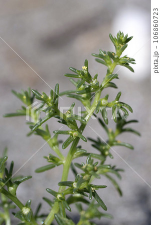 オカヒジキ 106860723