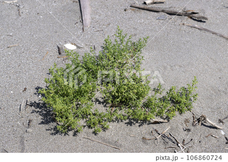 オカヒジキ 106860724