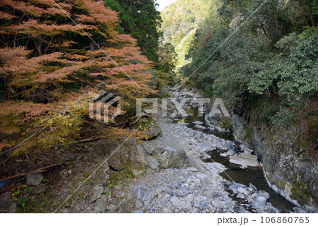 秋の高雄 紅葉の清滝川 京都市右京区 秋の高雄 紅葉の清滝川 京都市右京区 106860765