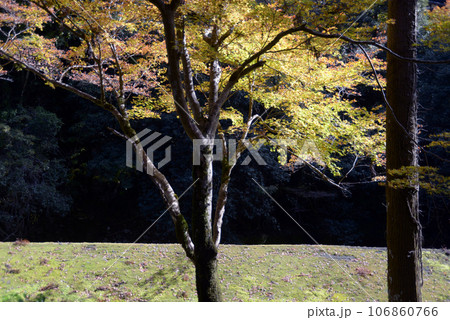 秋の高雄 紅葉の清滝川 京都市右京区 秋の高雄 紅葉の清滝川 京都市右京区 106860766