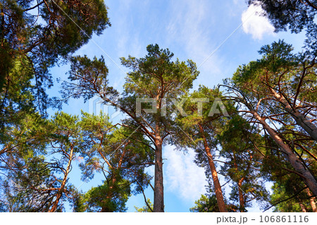 View from below of pine trees. Pine forest and blue sky View from below of pine trees. Pine forest and blue sky 106861116