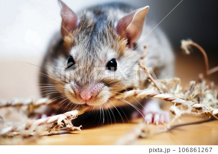 Computer Perils - A Mouse Chewing Wires - Generative AI 106861267