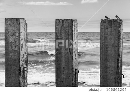 Two small birds are on concrete pillar. Black and white Two small birds are on concrete pillar. Black and white 106861295