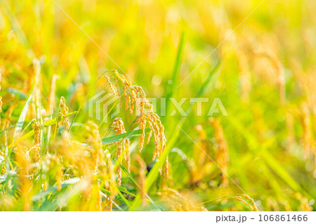 【秋素材】朝露をまとった稲穂【長野県】 106861466